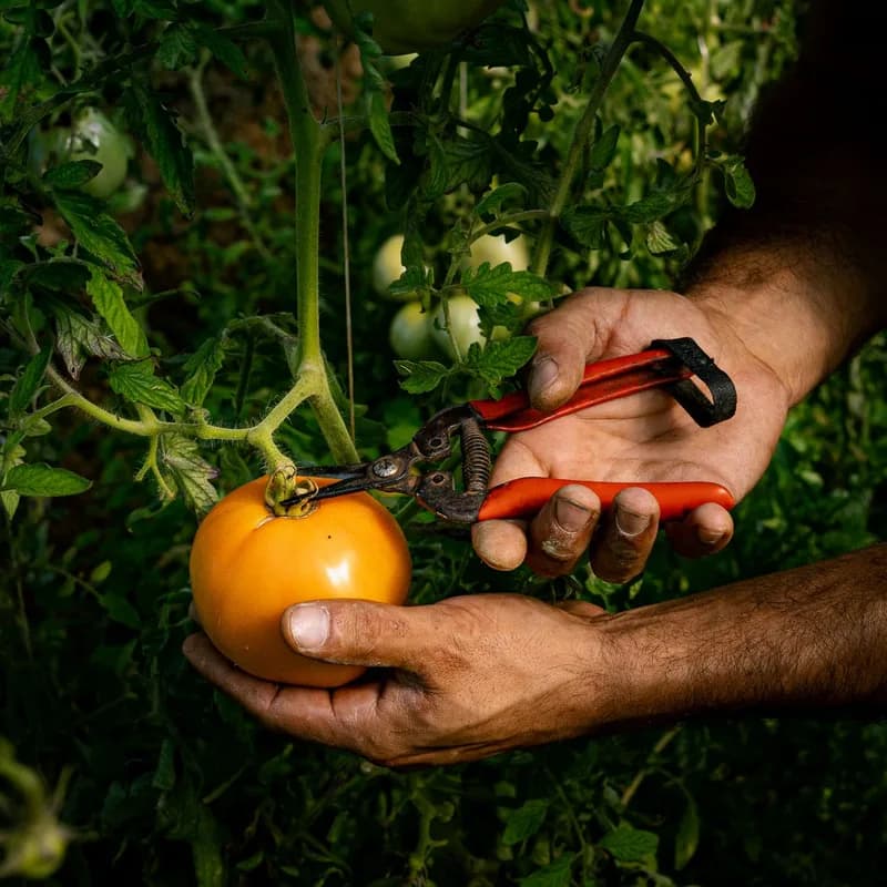 Pruning shears