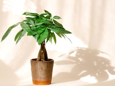 Houseplant